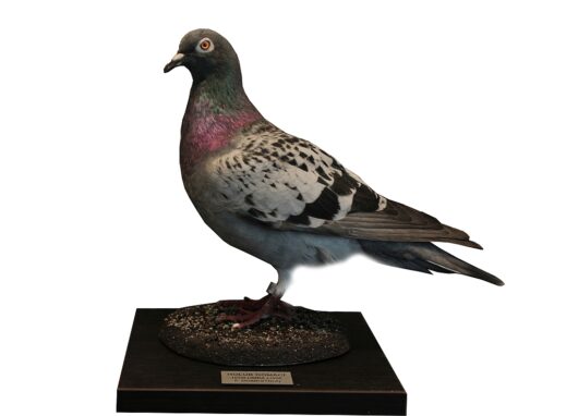 HOLUB DOMÁCÍ (COLUMBA LIVIA)