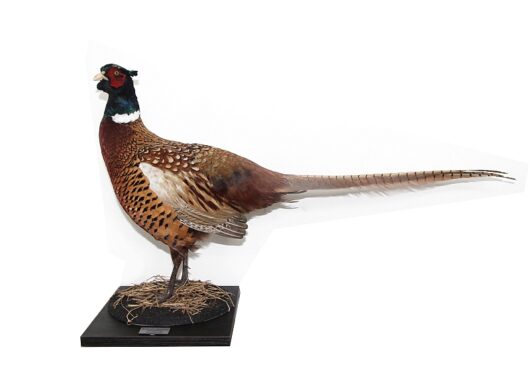 BAŽANT OBECNÝ (PHASIANUS COLCHICUS)