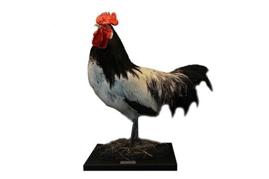 KOHOUT (GALLUS GALLUS DOMESTICUS)