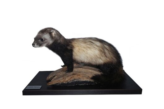 TCHOŘ TMAVÝ (MUSTELA PUTORIUS)