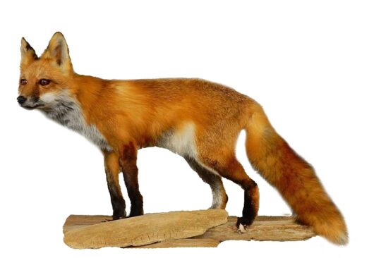 LIŠKA OBECNÁ (VULPES VULPES)