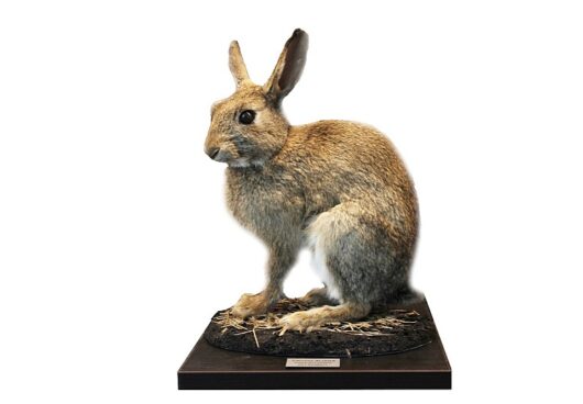 KRÁLÍK DIVOKÝ (ORYCTOLAGUS CUNICULUS)