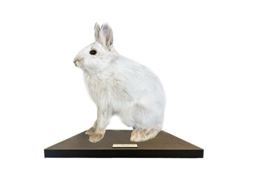 KRÁLÍK OBECNÝ (ORYCTOLAGUS DOMESTICUS)
