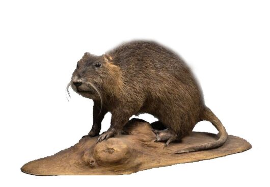 NUTRIE ŘÍČNÍ (MYOCASTOR COYPUS)