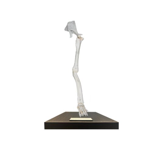 Končetina králíka