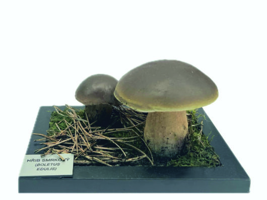 HŘIB SMRKOVÝ (BOLETUS EDULIS)