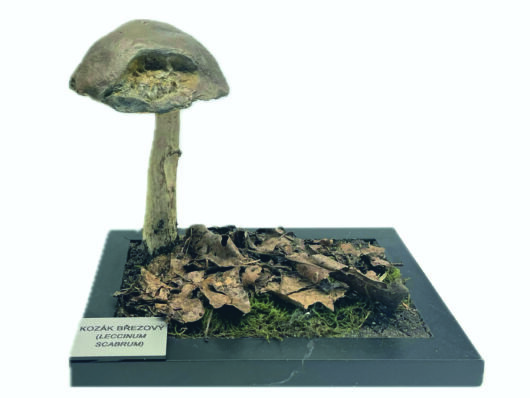 KOZÁK BŘEZOVÝ (LECCINUM SCABRUM)