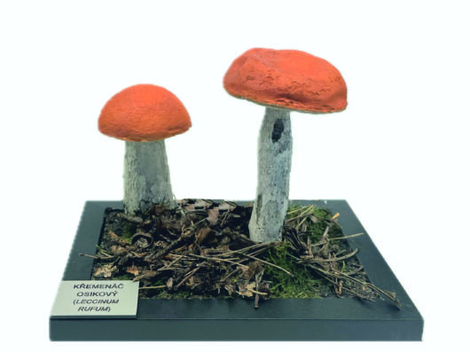 KŘEMENÁČ OSIKOVÝ (LECCINUM RUFUM)