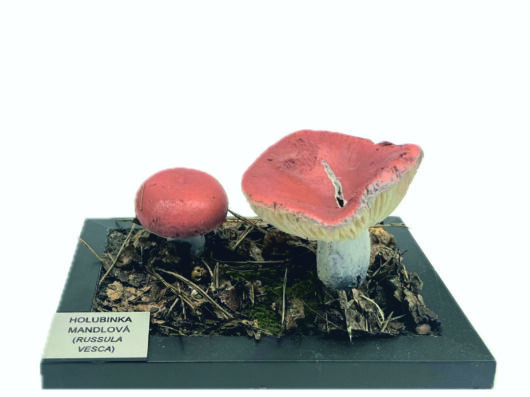 HOLUBINKA MANDLOVÁ (RUSSULA VESCA)