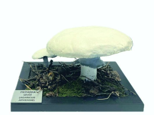 PEČÁRKA OVČÍ (AGARICUS ARVENSIS)