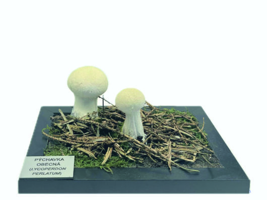 PÝCHOVKA PALICOVITÁ (HANDKEA EXCIPULIFORME)