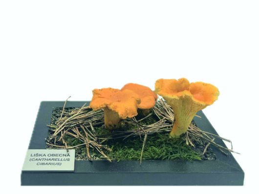 LIŠKA OBECNÁ (CANTHARELLUS CIBARIUS)