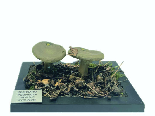 ČECHRATKA PODVINUTÁ (PAXILLUS INVOLUTUS)