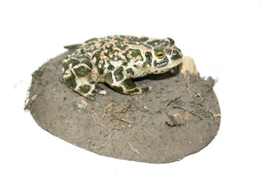 Model ropucha zelená (Bufo viridis)