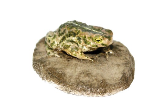 Ropucha krátkonohá (Bufo calamita)