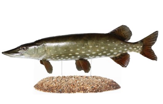 Štika obecná (Esox lucius)