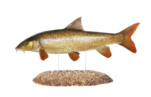 PARMA OBECNÁ (BARBUS BARBUS)