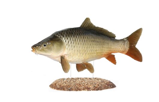 KAPR OBECNÝ (CARPINUS CARPIO)