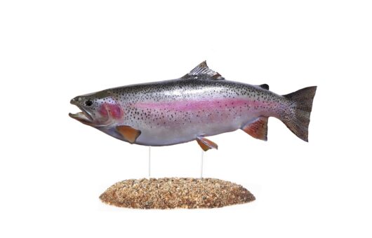PSTRUH DUHOVÝ (ONCORHYNCHUS MYKISS)