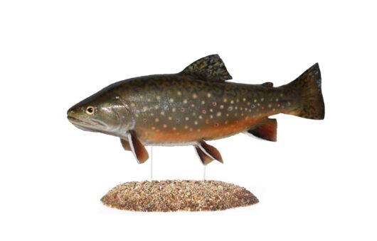 SIVEN AMERICKÝ (SALVELINUS FONTINALIS)