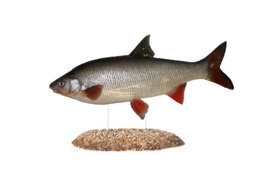 OSTRORETKA STĚHOVAVÁ (CHONDROSTOMA NASUS)