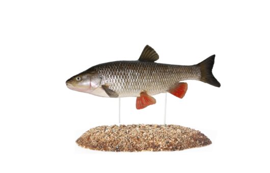 JELEC TLOUŠŤ (SQUALIUS CEPHALUS)