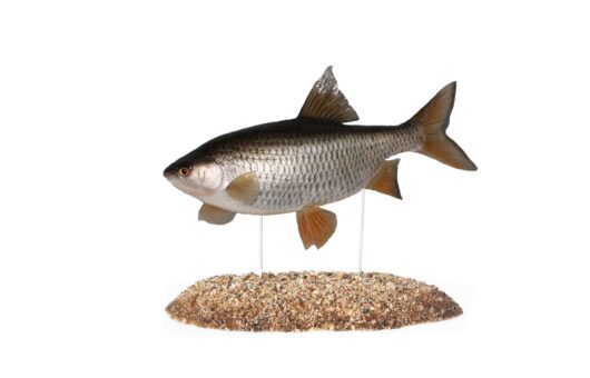 PLOTICE OBECNÁ (RUTILUS RUTILUS)
