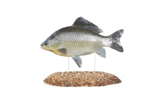 KARAS OBECNÝ (CARASSIUS CARASSIUS)