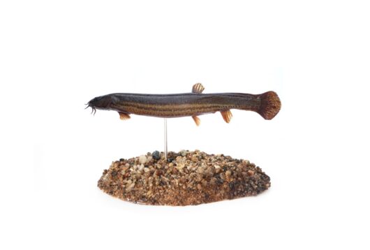 PÍSKOŘ PRUHOVANÝ (MISGURNUS FOSSILIS)