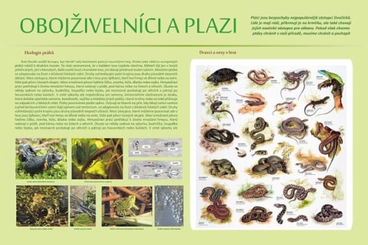 Obojživelníci a plazi