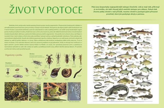 Život v potoce