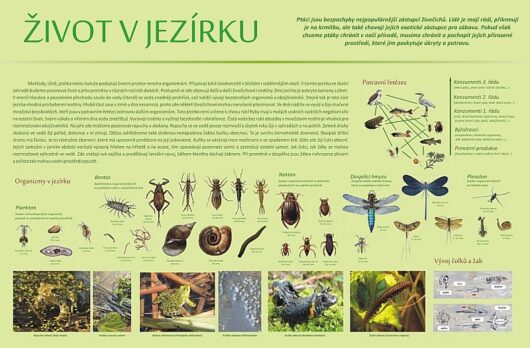 Život v jezírku