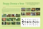 STOPY ŽIVOTA V LESE