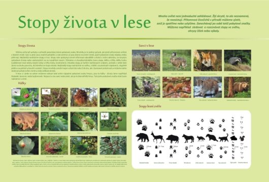 STOPY ŽIVOTA V LESE