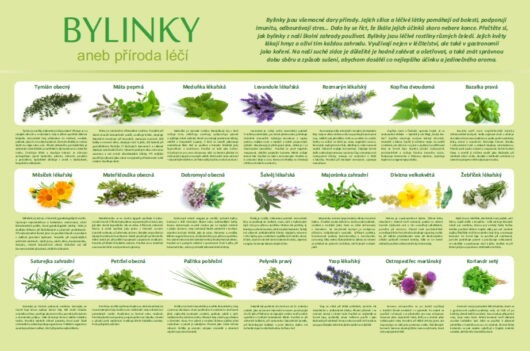 Bylinky