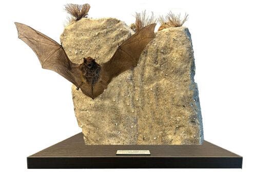 Netopýr (Pipistrellus javanicus)