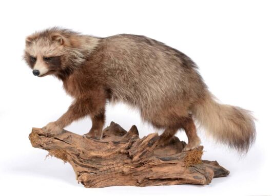 PSÍK MÝVALOVITÝ (NYCTEREUTES PROCYONOIDES)