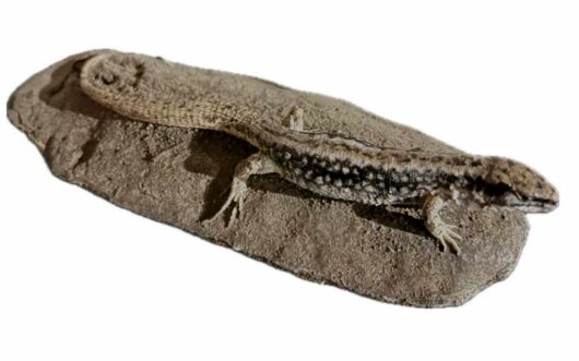 Ještěrka obecná - samice (Lacerta agilis)