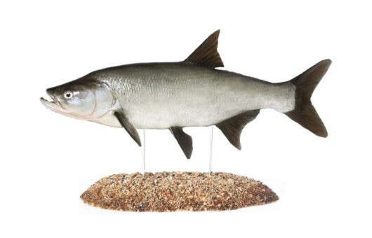 Bolen dravý (Leuciscus aspius)
