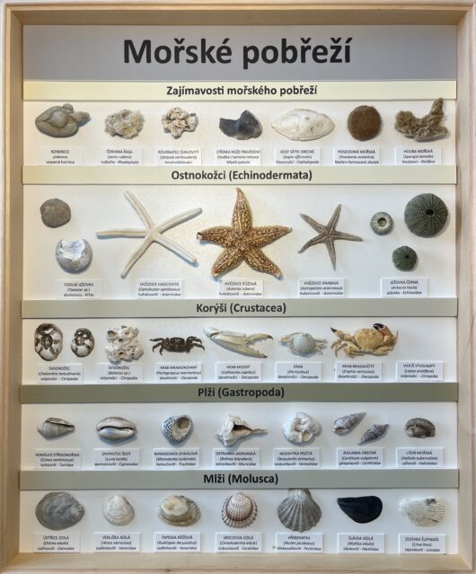 VITRÍNA MOŘSKÉ POBŘEŽÍ